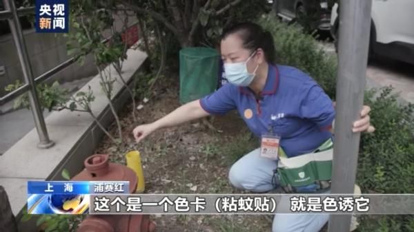 自制|“灭霸阿姨”火了！自制“蚊虫作息表” 将平凡工作做到极致