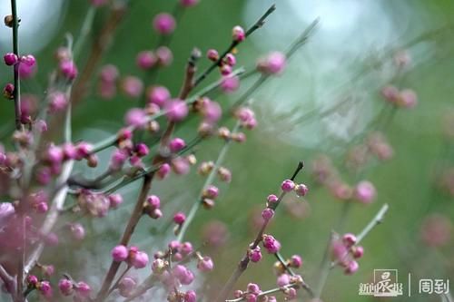 晨镜头|外滩黄浦公园:雨中红梅含苞待放,春节期间将迎盛花期 | 有个