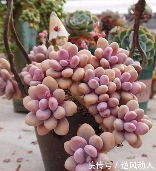 肉友钟爱的6款多肉,最后一种再喜欢也别买,黑腐烂根养不好!