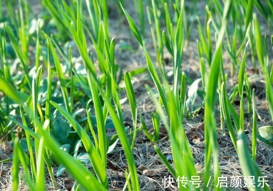 营养成分|食物发芽后有剧毒不能吃有些不仅能吃,营养价值还会变高