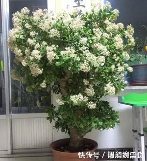 整形|教你几个“小诀窍”,轻松把玉树养成“老桩”,枝繁叶茂开花多