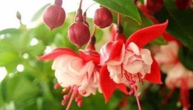 3种花是花中劳模，一年四季开花不断，谁养谁喜欢