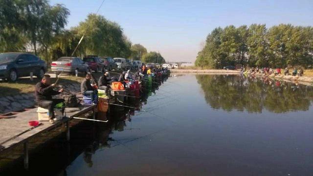 鱼塘里投放了樟脑丸,鱼不开口怎么办