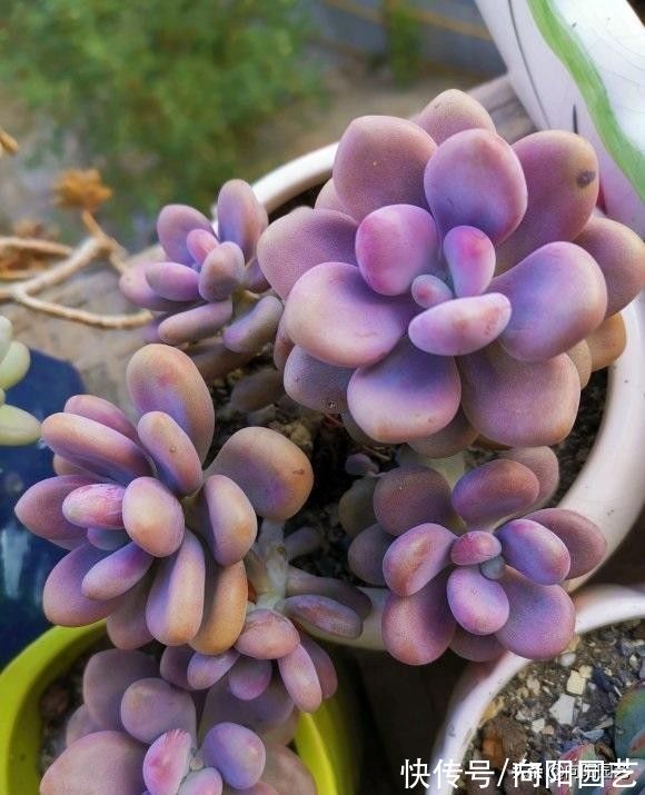 养多肉不会配土,就用8成麦饭石,加上2成泥炭土,实用不烂根