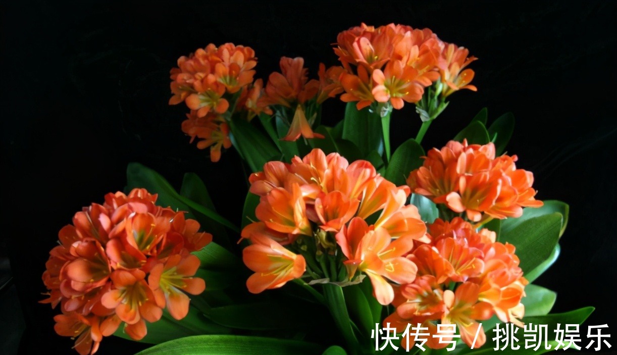 图片|无论你多喜欢养花,都不要碰“3种花”,这都是养花高手被坑过的