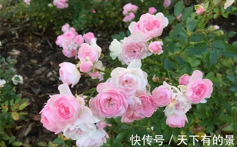 风雨兰|3种漂亮花,夏天也别搬进屋,多晒晒多淋雨,长势旺开花美
