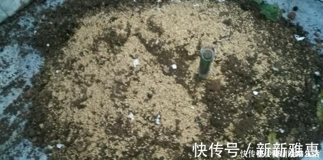 松针|家里花卉换盆，剩下“旧土”怎么办老花匠“这么”处理更肥沃！