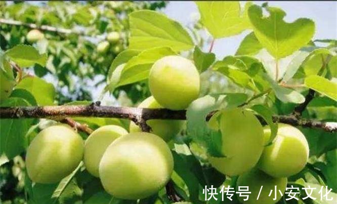 营养物质|爱美女性多吃3种食物,营养丰富、延缓衰老,爱吃就赚了!