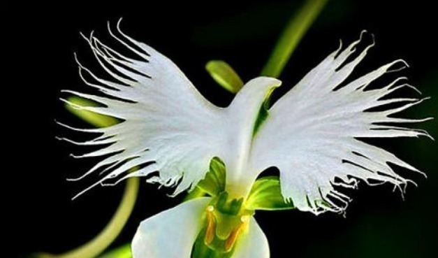 喜欢菊花，不如养盆“高档小花”血根草，名字奇葩，长得却很美