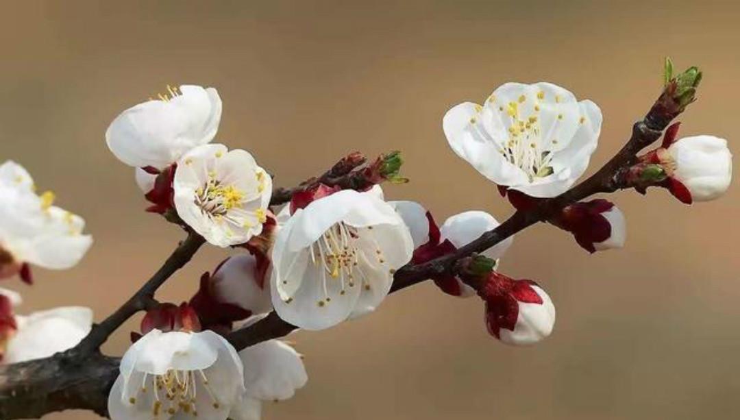 李商隐这首《落花》写得很是伤感,肠断未忍扫,眼穿仍欲归