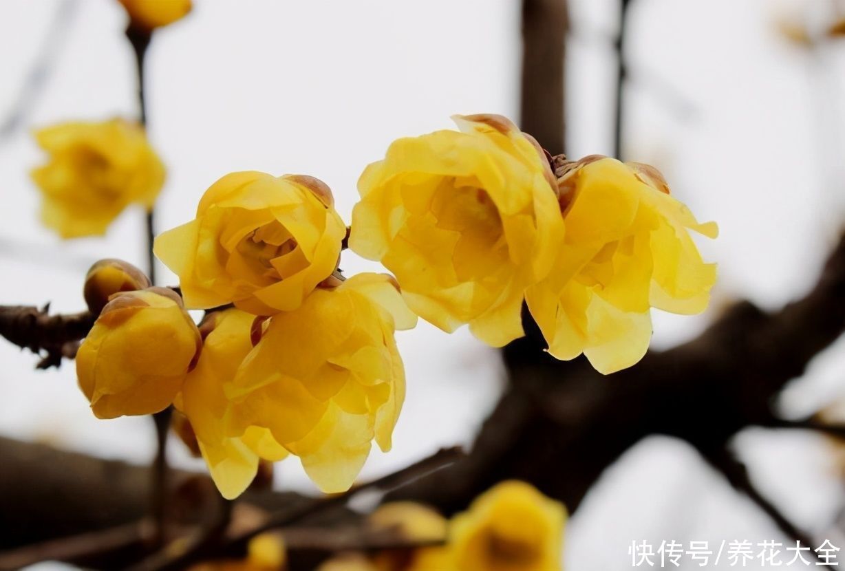 这5种花，先开花后长叶，非常奇特