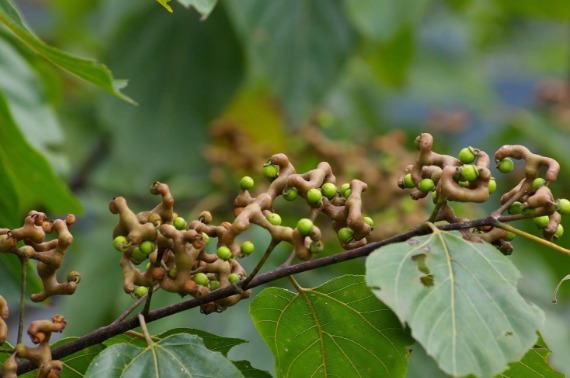 醋溜菜|女生想要抗衰老,以下几种野菜可常吃,清热解毒,更好保护身体