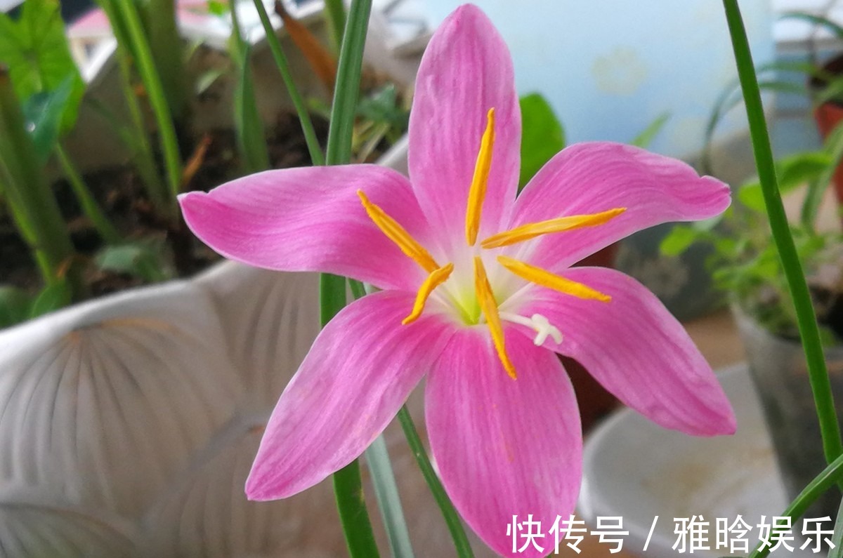 风雨兰风雨兰|养花就养3种“香水花”，耐热耐寒又耐晒，开花爆盆很容易，真美