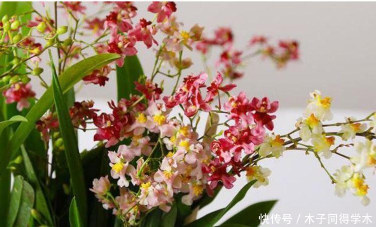 居家必备的4种花,沾土就活,红红火火好运来,寓意超好的