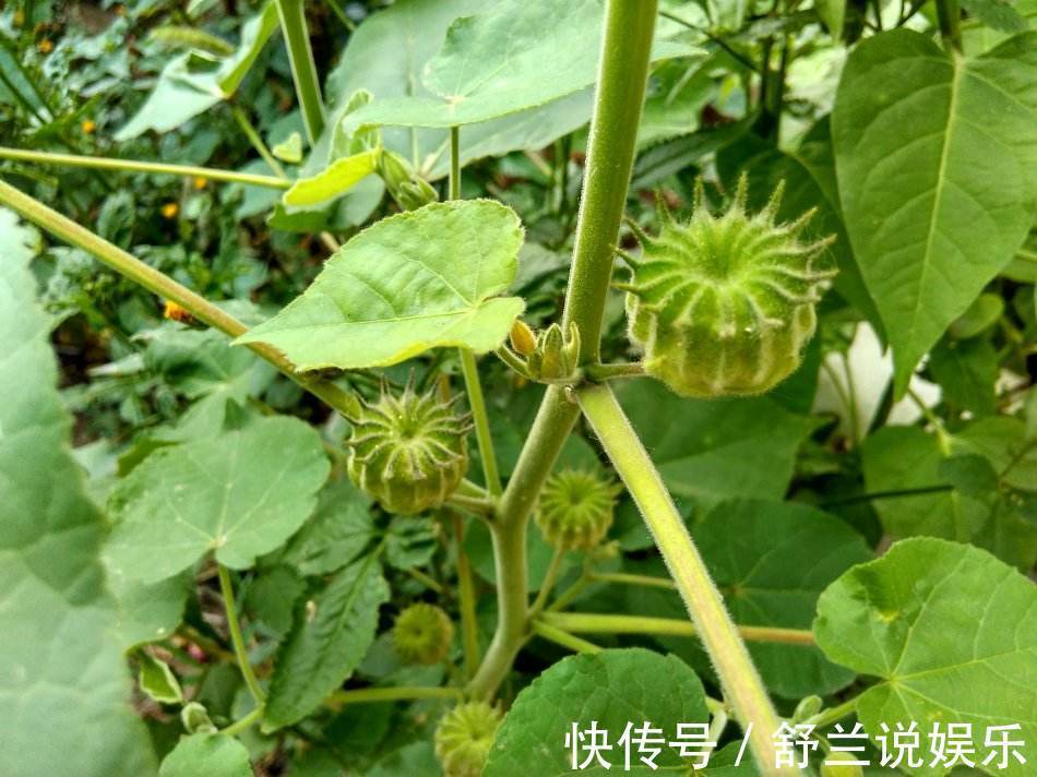 农村|农村田间常见的“害草”，满地都是无人要，现如今卖到24块一斤