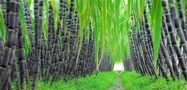 买甘蔗不要傻的再往粗了挑了!看准这三个部位,一挑一个准