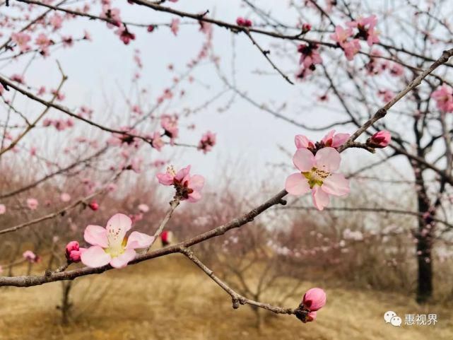 春花春雪春雨绝美春色，这样的易县，你见过吗？春分限定，速度