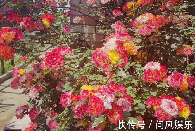 月季原来晒不死，就怕会缺水，缺水必死无疑！