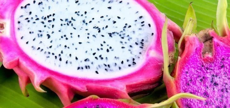 芦荟|便秘的“天敌”终于找到了, 坚持每天吃一点, 排便越来越顺畅