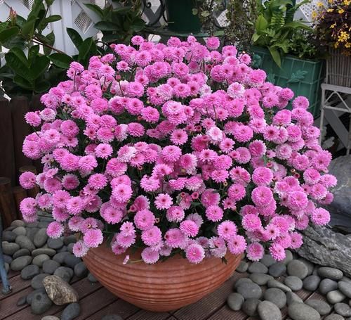 此花好看又好养，花比也还多，一开就爆盆，是阳台盆栽新宠！