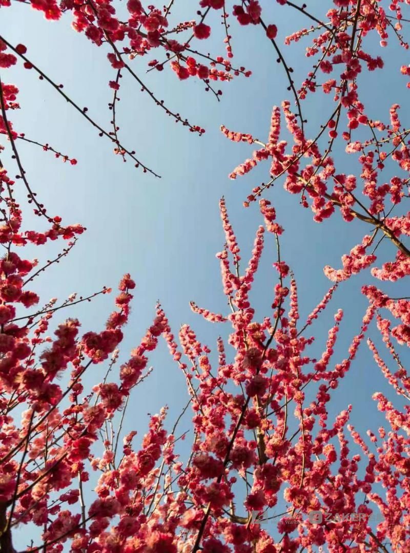 油菜花|早春花红清水湾