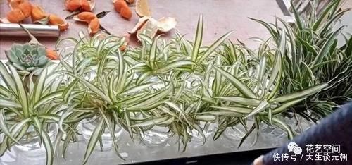 叶片|王大妈养吊兰,坚持用一种水,养出“瀑布吊兰”,一年繁殖几十盆