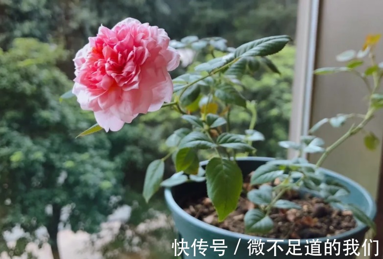 它们是有着“花中皇后”称号的月季,却又被赞誉为“仙女”