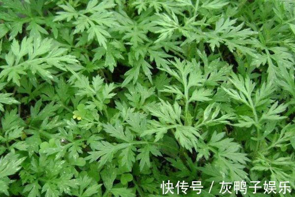 艾叶|艾叶煮水功效多,每天来一杯,身体会得到喜人的改变,值得一试!