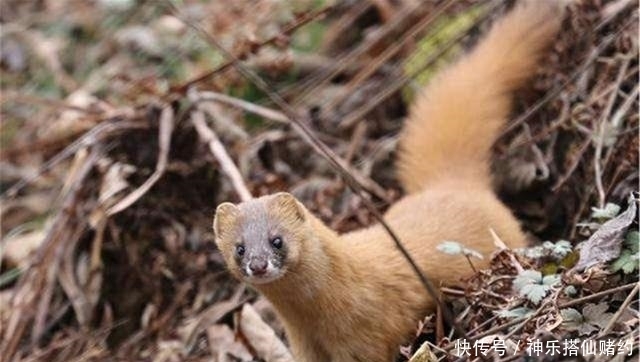 老鼠|为何老人们都说黄鼠狼不能杀?科学研究发现,原来真的不能杀