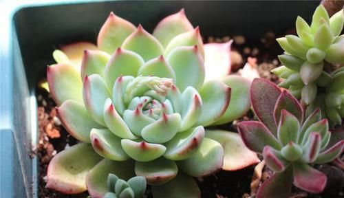  花市|花市七彩多肉真诱人！其实都是“染”出来的，别被骗了！