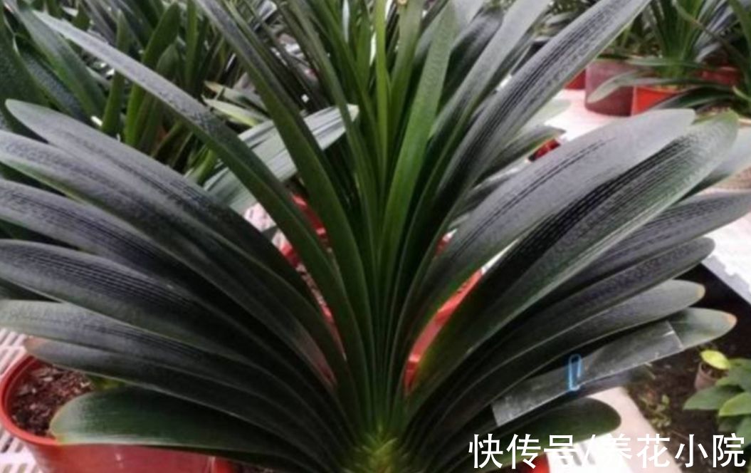 秋天为君子兰施肥，要注意4个细节，防止出现烧根黄叶