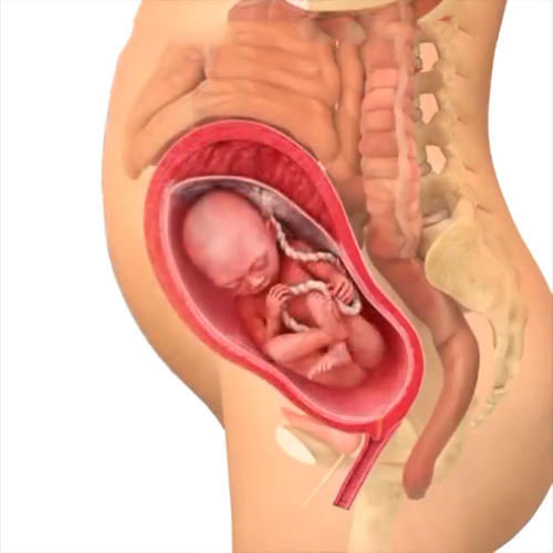 胎儿|孕期40周胎儿生长发育组图,胎儿是这样一天天长大的