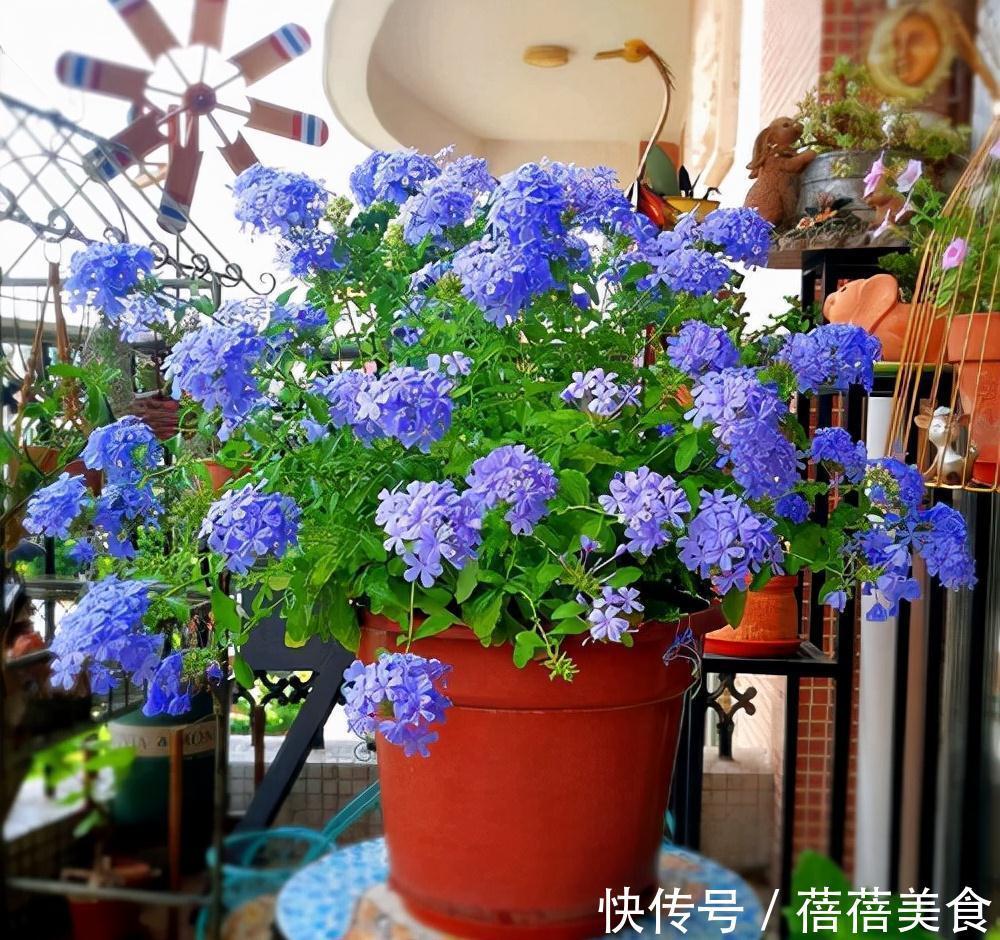 19种常见花“耐寒能力”一览表,天冷要不要“入室”,看看就知道