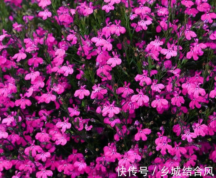 九月二十九霜降后,养什么花?以下3种花,龙门精神红红火火