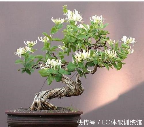 不值钱的“小树苗”,养几年越来越有“富贵气”,1盆上万元!