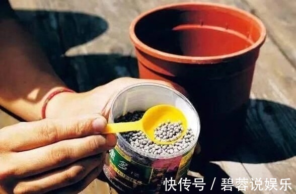 旺盛|三伏天养花，6个“坏毛病”戒掉，植物安全度夏，越长越旺盛