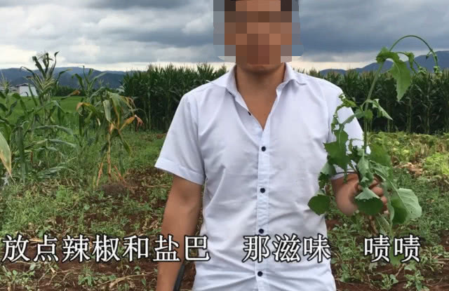 尖刺|農田里一種野草，葉子邊緣全是小刺，但挖來煮熟蘸辣椒鹽特別好吃