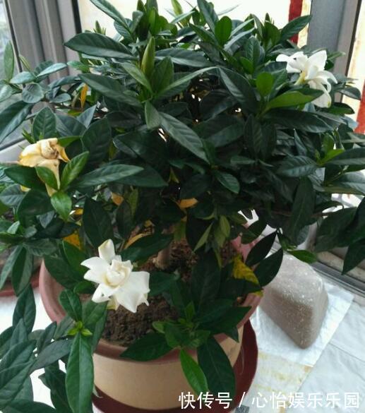 植株|栀子花养不好可能不是你的问题,挖开花盆看“这里”,你就明白