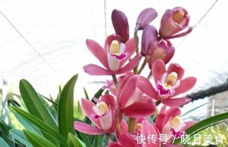 香气|此兰被誉为香花之王，建兰极品红素，兰香浓郁醇正，好养易活