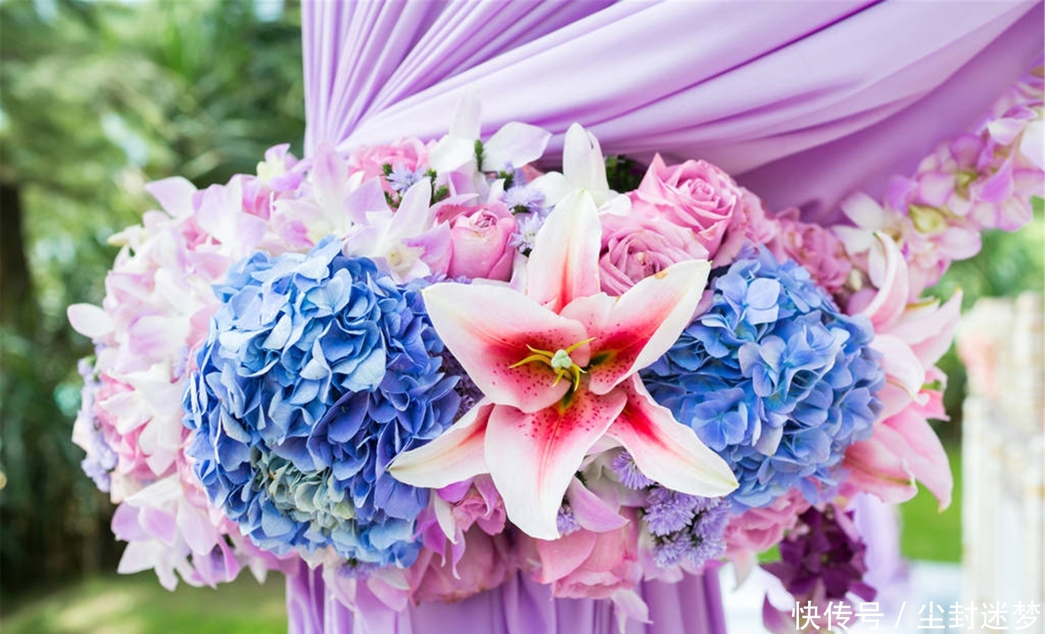 春暖花开|4种年宵花,盆栽美丽、插花诗意,高端大气春暖花开、幸福四季