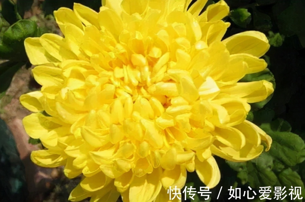 高血压|菊花和它是绝配!每天坚持喝对身体大有好处