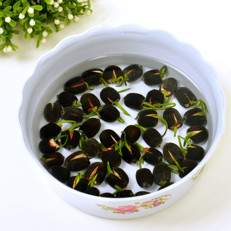 建议不管房子多大,摆上6种盆栽,花香满屋,来客有面子