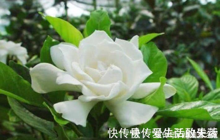 月季|家里必养“4种花”,好养又漂亮,开花就爆盆,不易生病好养护