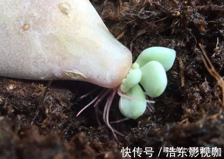 多肉叶插，从摘叶子开始，简单3步，轻松变大户