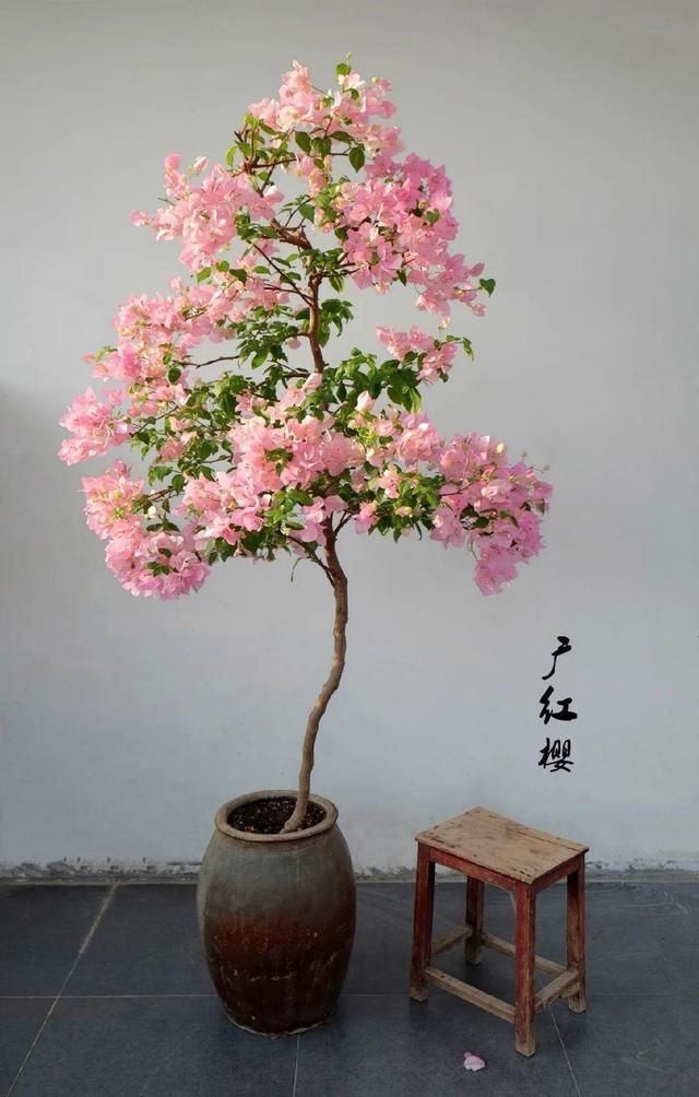 腌咸菜的坛子钻个孔，养花变成巨无霸，特美