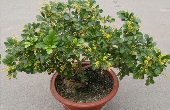 光照|7种一年四季开花的植物，阳台养一盆，天天有花看！