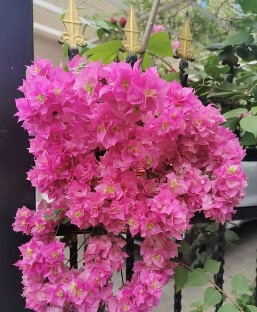 养三角梅，掌握养护四部曲，开花成球，持续爆盆！