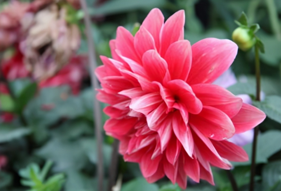 根系|养花记住6句“浇水口诀”,新手最适用,再也不会干根烂根了