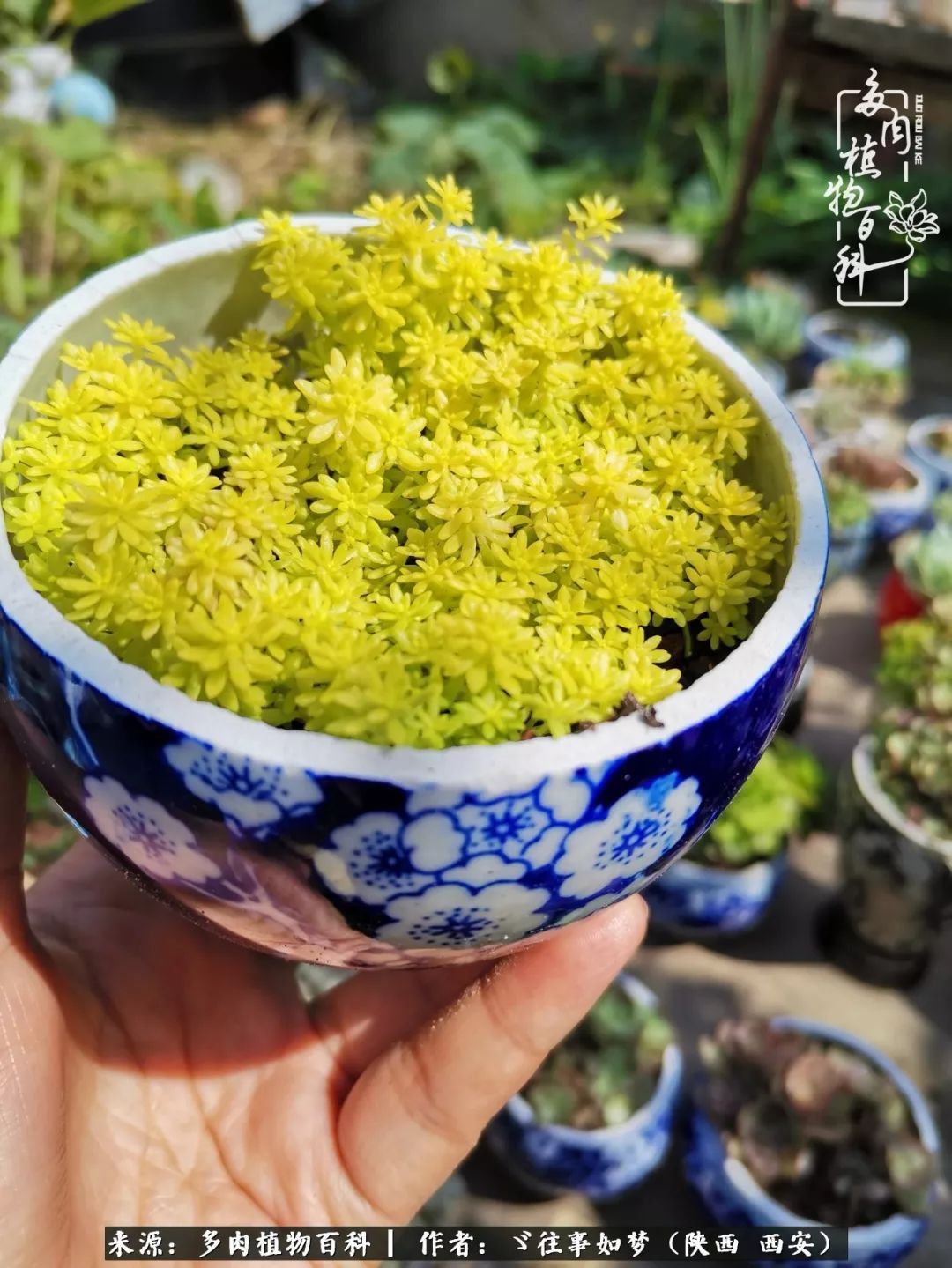 愿你付出甘之如饴,愿你所得归于欢喜!