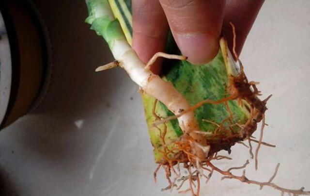 绿萝茉莉……夏天这么养,跟打激素一样疯长不停